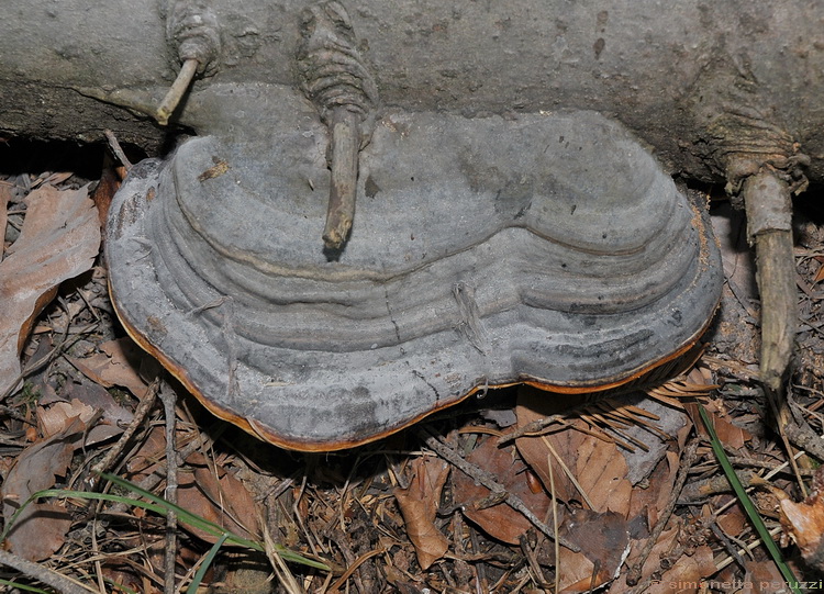 Fomitopsis pinicola